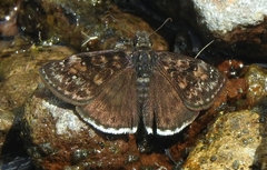 Erynnis pacuvius pacuvius