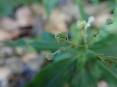 Meng-Ying Tsai, CC0, iNaturalist via GBIF Pollia miranda, photograph Meng-Ying Tsai, CC0, iNaturalist via GBIF