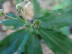 Meng-Ying Tsai, CC0, iNaturalist via GBIF Pollia miranda, photograph Meng-Ying Tsai, CC0, iNaturalist via GBIF