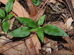 Pterostylis grandiflora