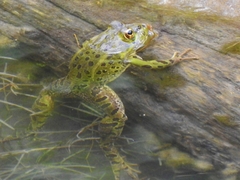 Lithobates chiricahuensis