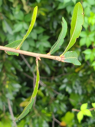 Quercus laurifolia image