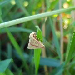 Rhodometra sacraria