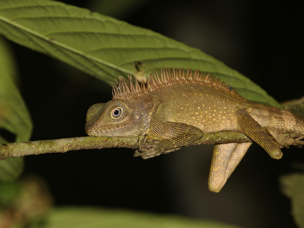 Bell's Forest Dragon