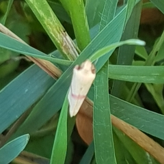 Rhodometra sacraria