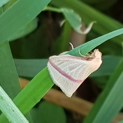 Rhodometra sacraria