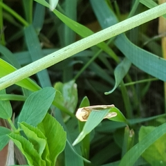 Rhodometra sacraria