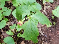 Trillium cernuum