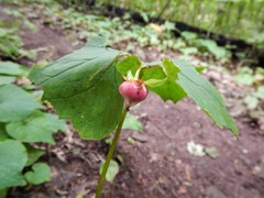 Trillium cernuum