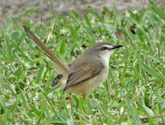 Prinia subflava pondoensis