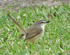 Prinia subflava pondoensis