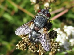 Tachinidae