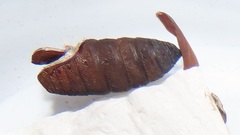 Ludia delegorguei