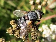 Tachinidae