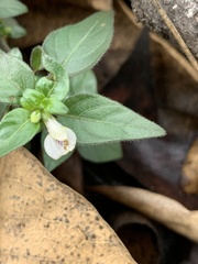 Justicia protracta protracta