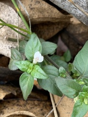 Justicia protracta protracta