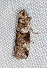 Conobathra hemichlaena