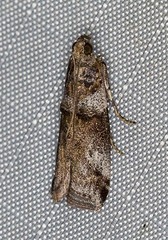 Conobathra hemichlaena