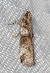 Conobathra hemichlaena