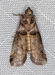 Conobathra hemichlaena