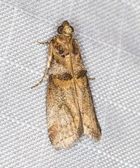 Conobathra hemichlaena