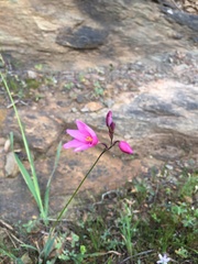 Ixia helmei