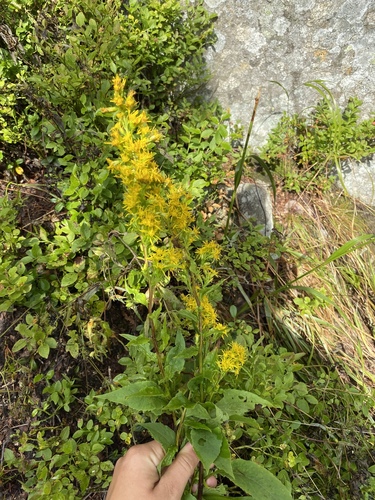 Prava zlatnica (Solidago virgaurea)