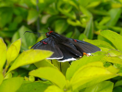 Phocides polybius phanias