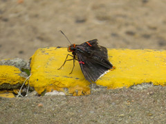 Phocides polybius phanias