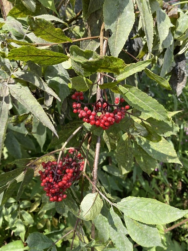 baza červená (Sambucus racemosa)