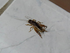 Anurogryllus