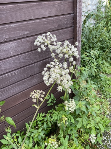 angelika lesná (Angelica sylvestris)