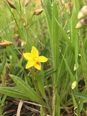 Cyanella lutea lutea