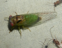 Palapsalta ligneocauda