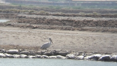 Pelecanus crispus