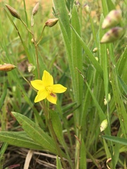 Cyanella lutea lutea