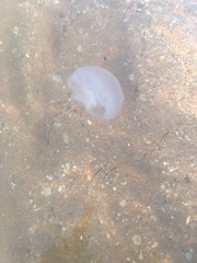 Aurelia aurita