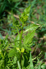 Rorippa amphibia