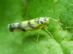 Eupteryx urticae