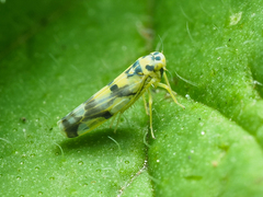 Eupteryx urticae