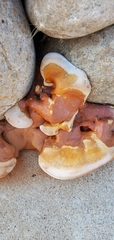 Ganoderma