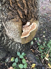Cerioporus squamosus