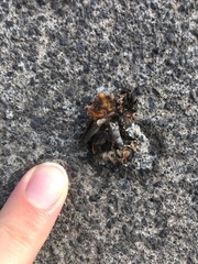 Bombus hypnorum
