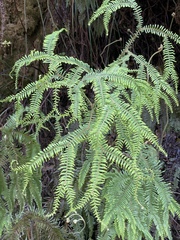 Sticherus umbraculifer