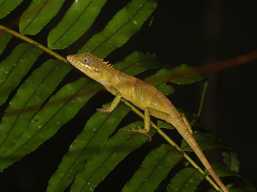 Khao Nan Long-headed Agama