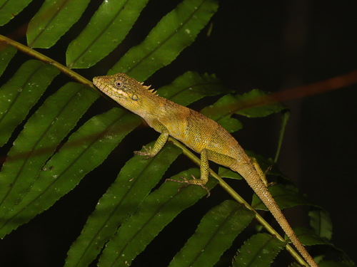 Khao Nan Long-headed Agama, Pseudocalotes khaonanensis