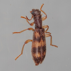 Cymatodera undulata
