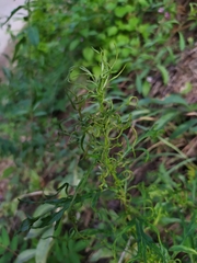 Aceria marginemvolvens