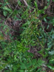 Aceria marginemvolvens