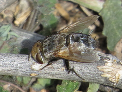 Gonia ornata